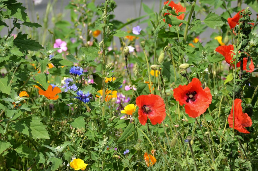 Naturnahes Gärtnern ist Vortragsthema