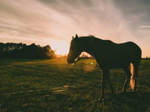 Erster Fall von West-Nil-Virus bei Pferd auch in der Region Hannover nachgewiesen