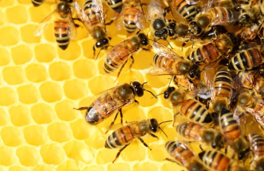 Jetzt bestellen: Arzneimittel gegen Bienenkrankheit Varroatose